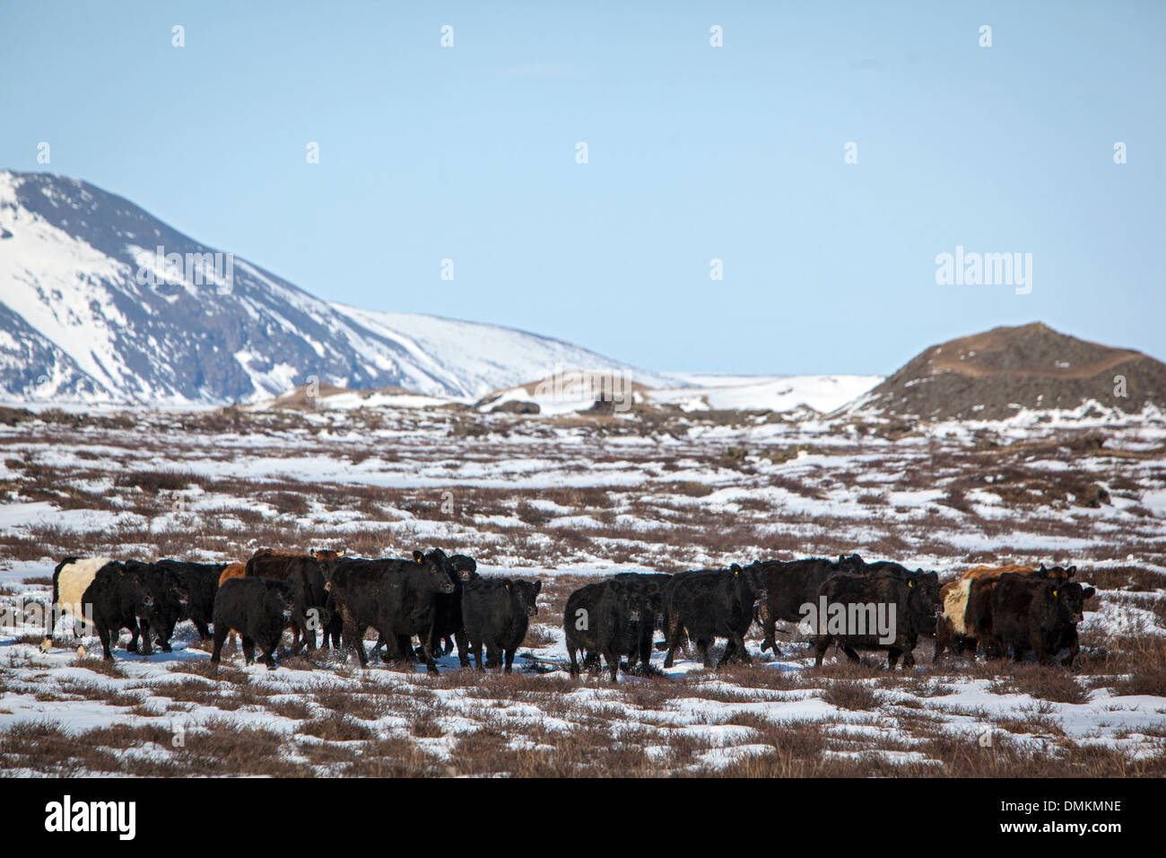 HERD OF COWS, REGION OF LAKE MYVATN, NORTHERN ICELAND, EUROPE Stock Photo