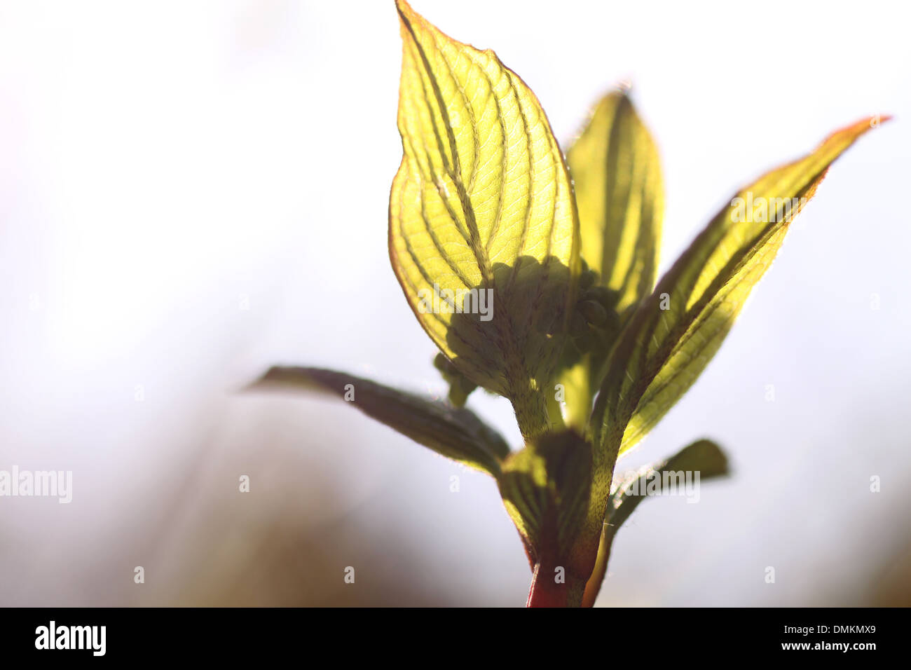 Close up young broadleaf hi-res stock photography and images - Alamy