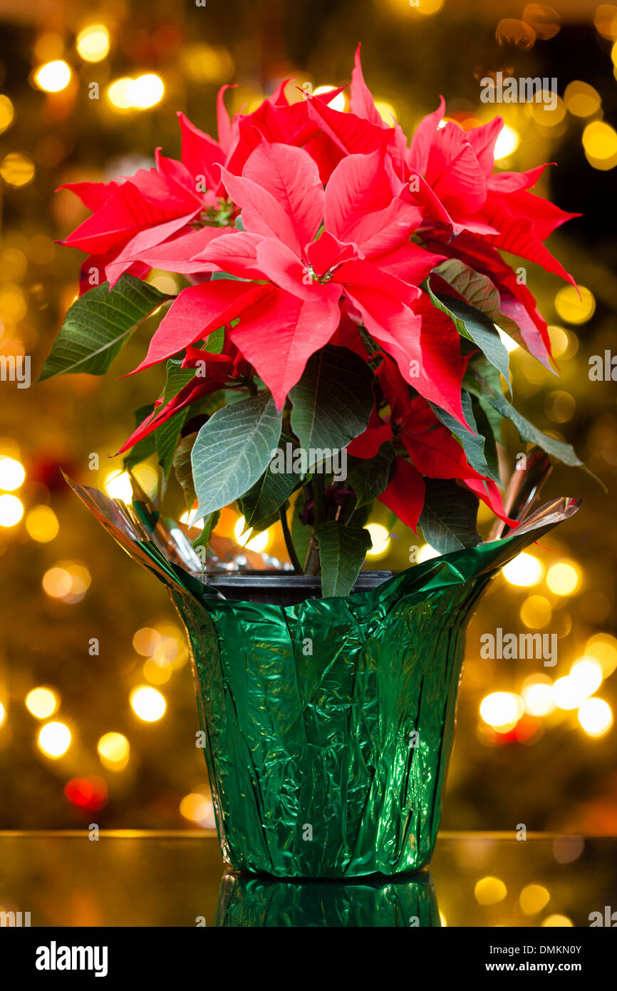 Poinsettia plant Stock Photo