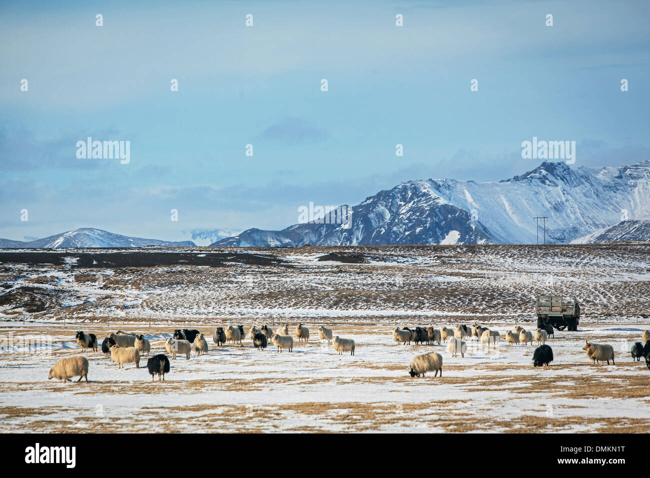 HERD OF ICELANDIC SHEEP, SNAEFELLSNES PENINSULA, WESTERN ICELAND, EUROPE Stock Photo