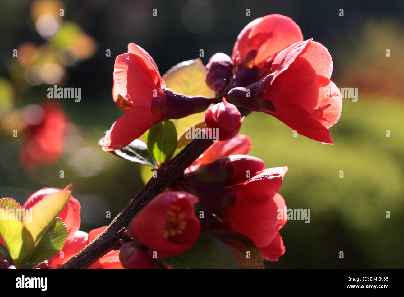 Blooms with backlight hires stock photography and images Alamy