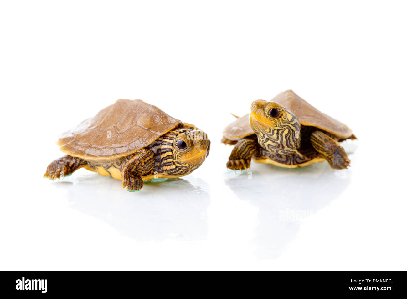 Baby Common Map Turtles against white background Stock Photo Alamy