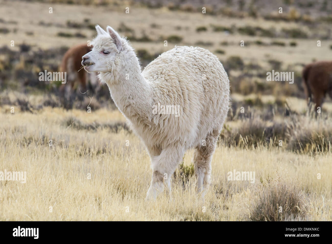 Alpaka in peruvian highlands hires stock photography and images Alamy