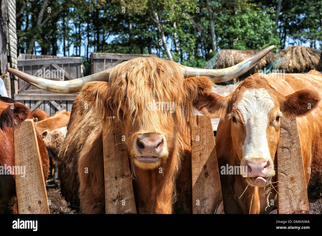 Scottish Highland cattle and some mix breed cattle eating hay in the