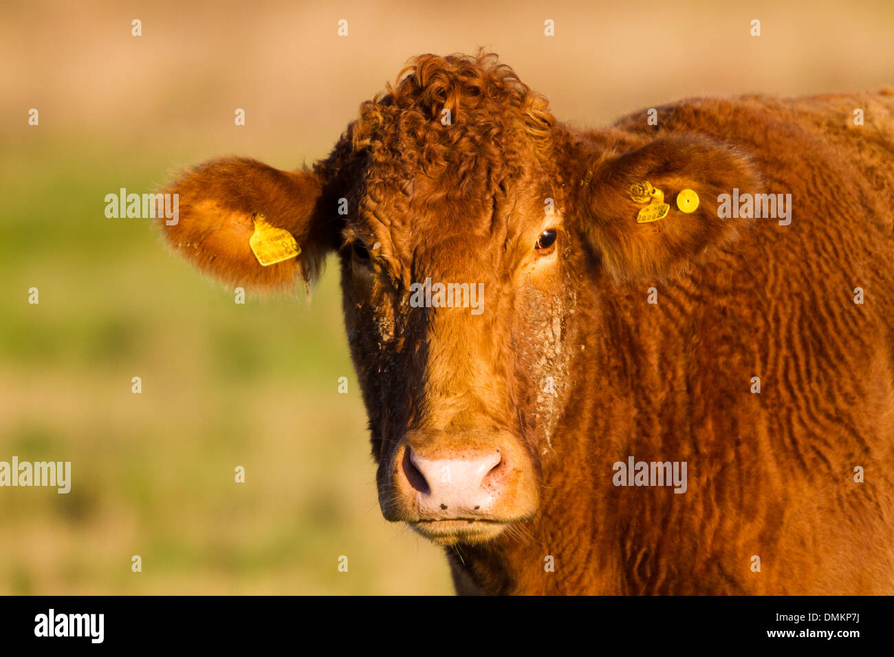 Brown jersey cow, kent, UK Stock Photo Alamy