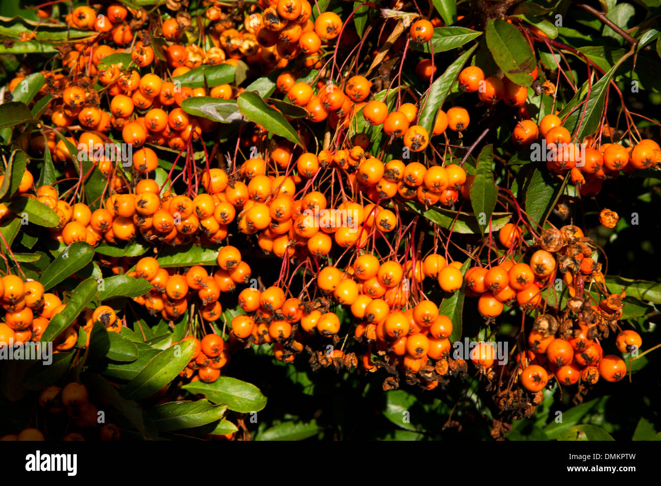 Cotoneaster species berry clusters in Autumn Stock Photo