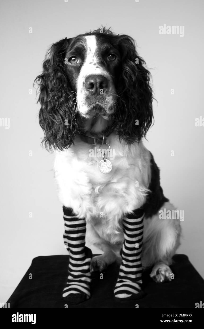 Dog wearing socks, looking comical Stock Photo