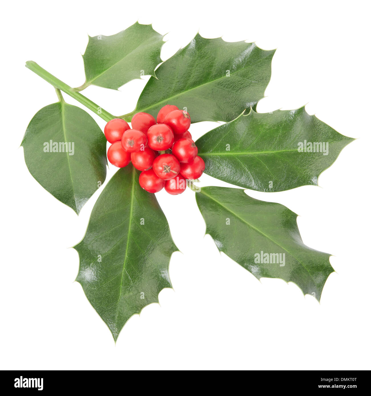 Holly twig, Christmas decoration isolated on white, clipping path included Stock Photo