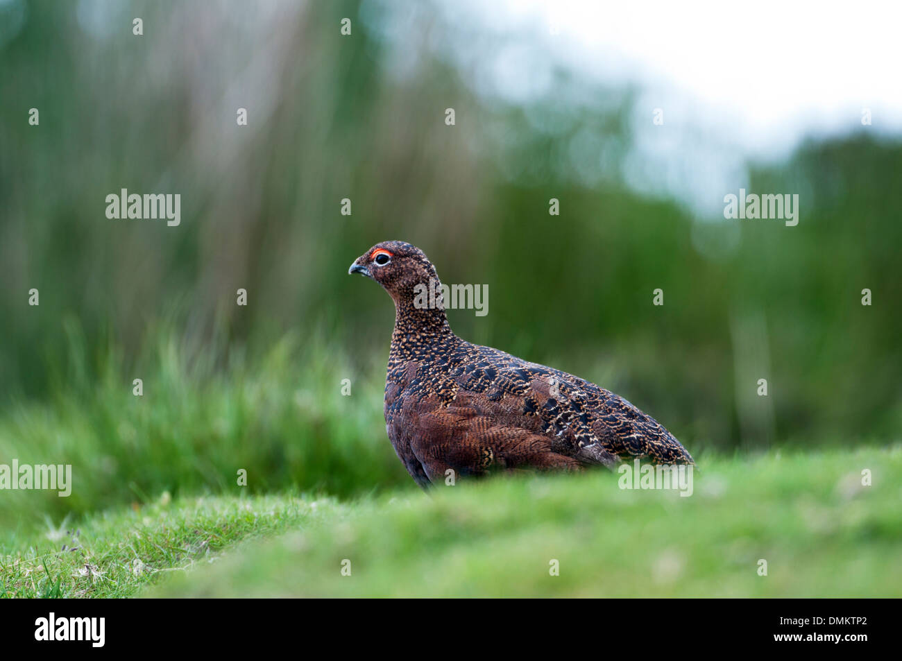 Red grouse (Lagopus lagopus scoticus), conspecific with the willow grouse of continental Europe. adult male in summer. Stock Photo