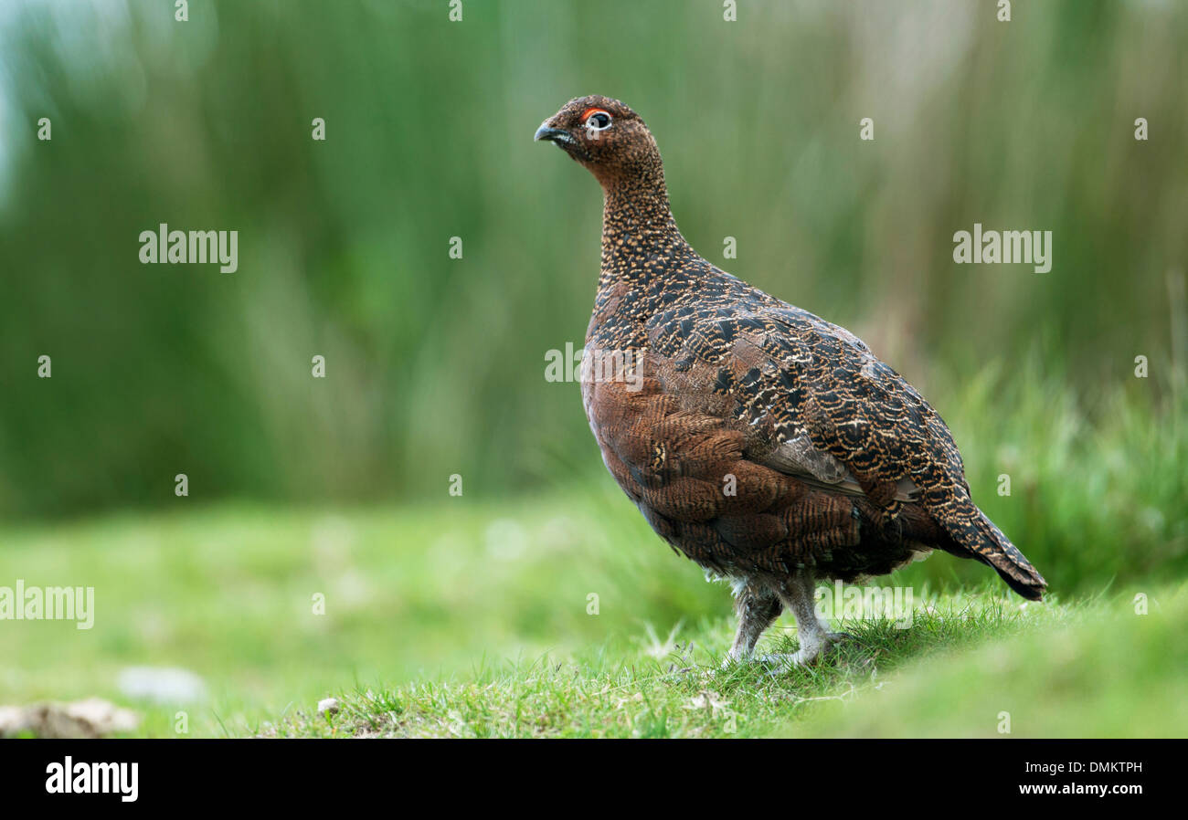 Red grouse (Lagopus lagopus scoticus), conspecific with the willow grouse of continental Europe. Adult male in summer. Stock Photo