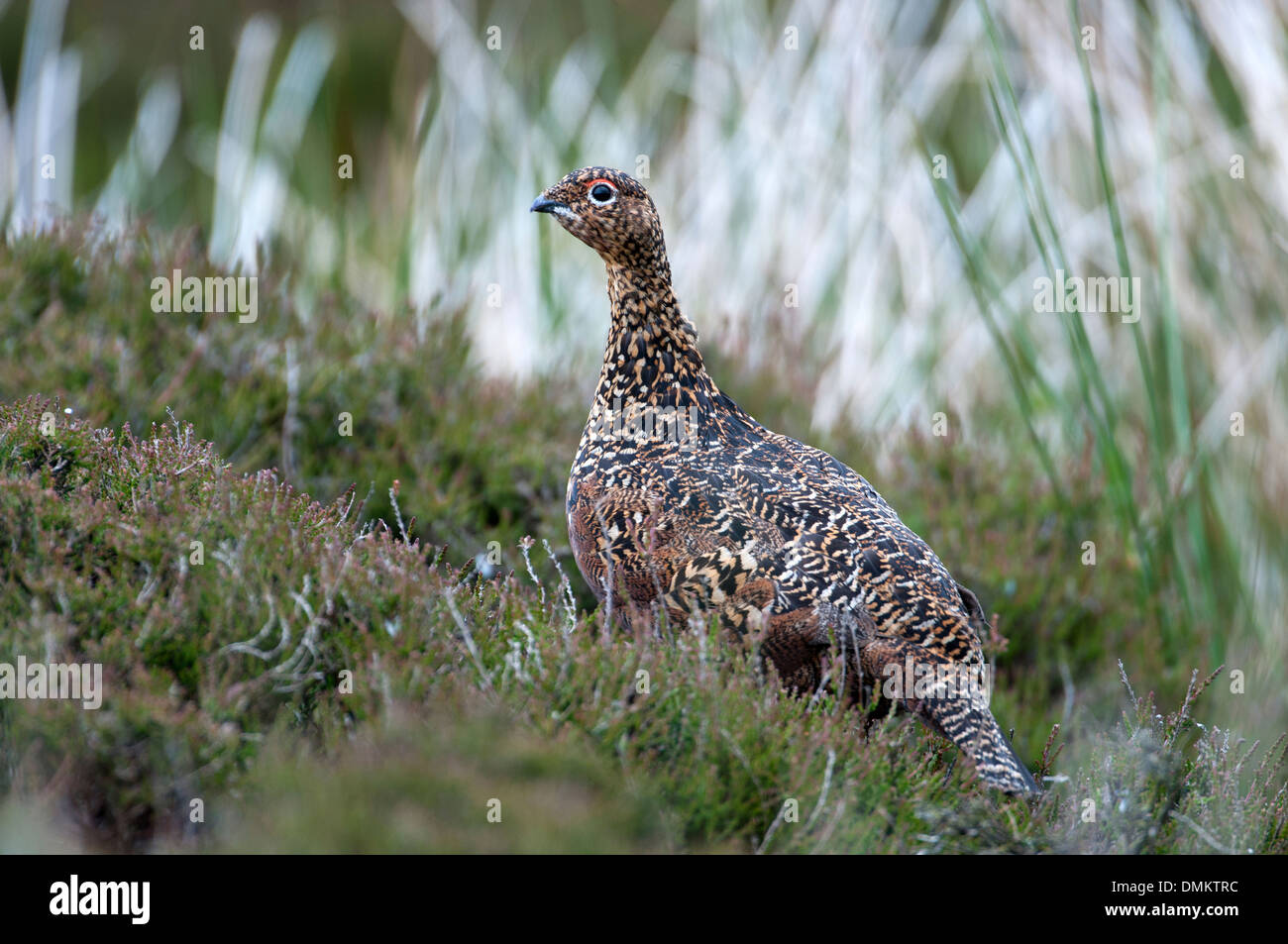 Red grouse (Lagopus lagopus scoticus), conspecific with the willow grouse of continental Europe. Stock Photo
