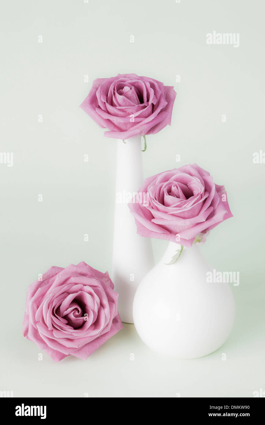 Three pink roses in white vases Stock Photo