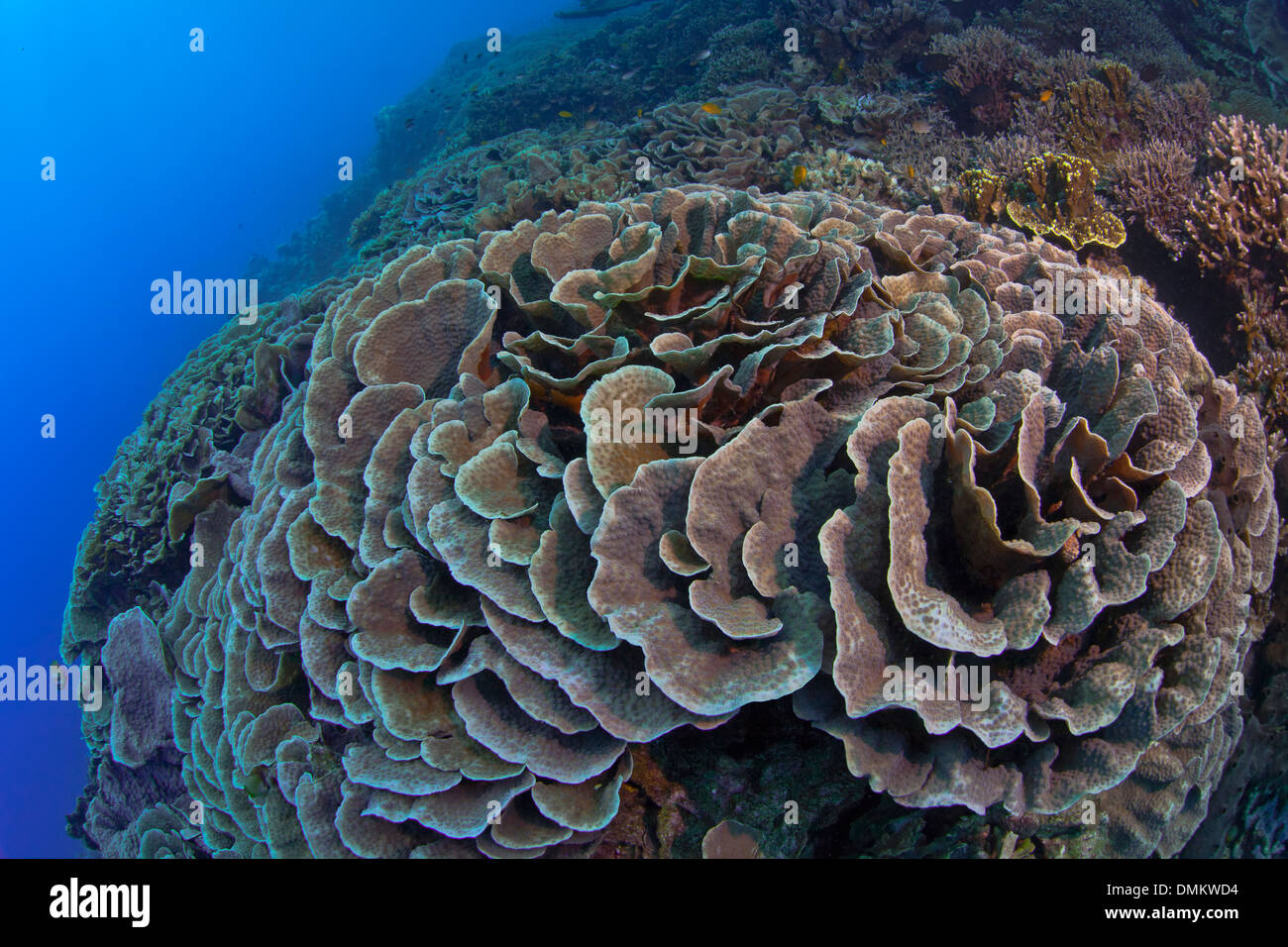 Close focus wide angle view of a cabbage coral colony (Turbinaria sp.). Bunaken Island, Indonesia Stock Photo