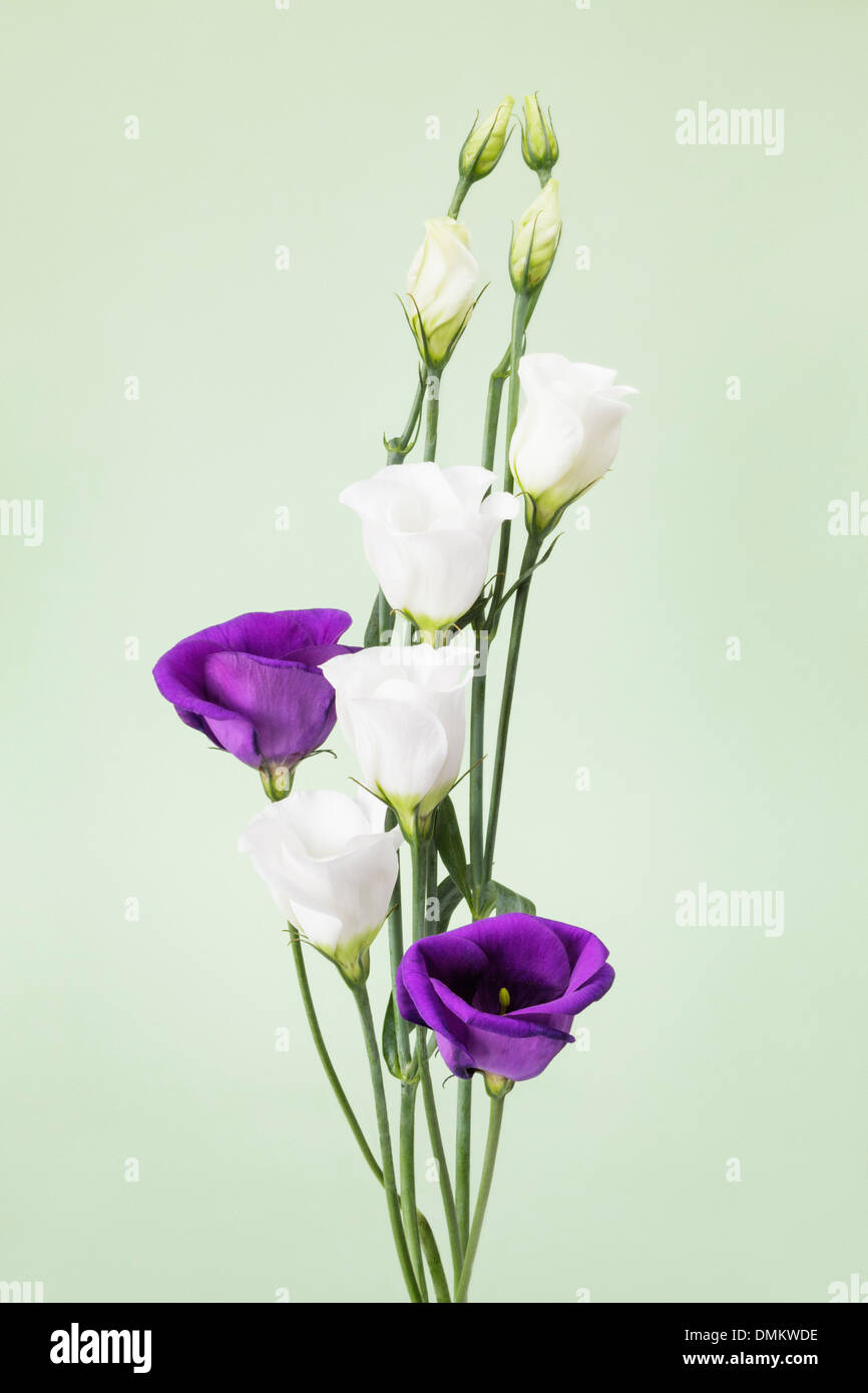Purple and white Eustomas Stock Photo