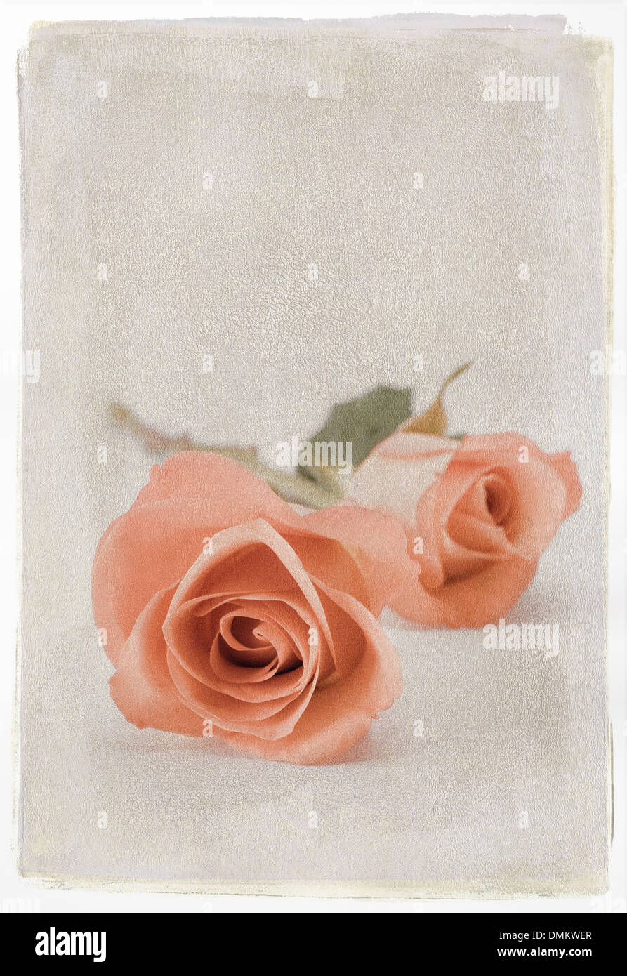 Two orange roses with textured overlay Stock Photo