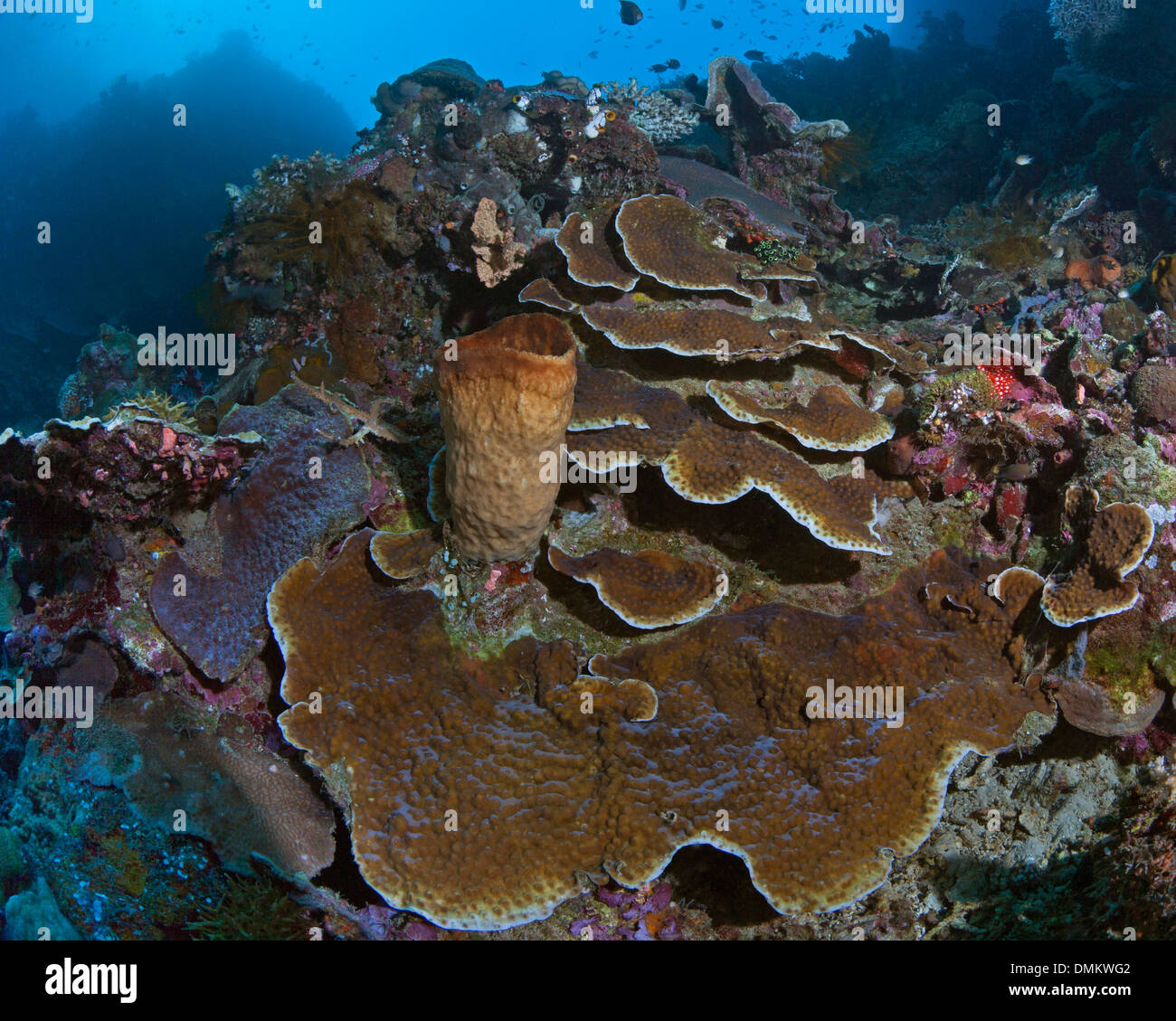 Plate coral colony on ledge of wall reef of Bunaken Island, Indonesia. Stock Photo