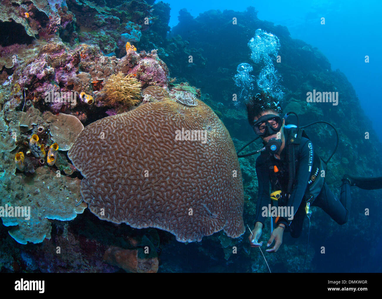 Dive guide next to brain coral with feather worm on shear wall reef on Bunaken Island, Indonesia. Stock Photo