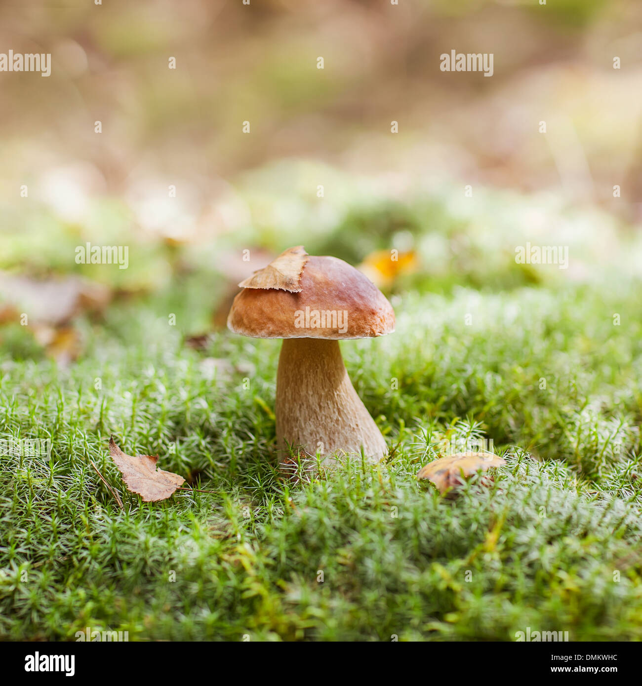 Mushrooms in the moss Stock Photo