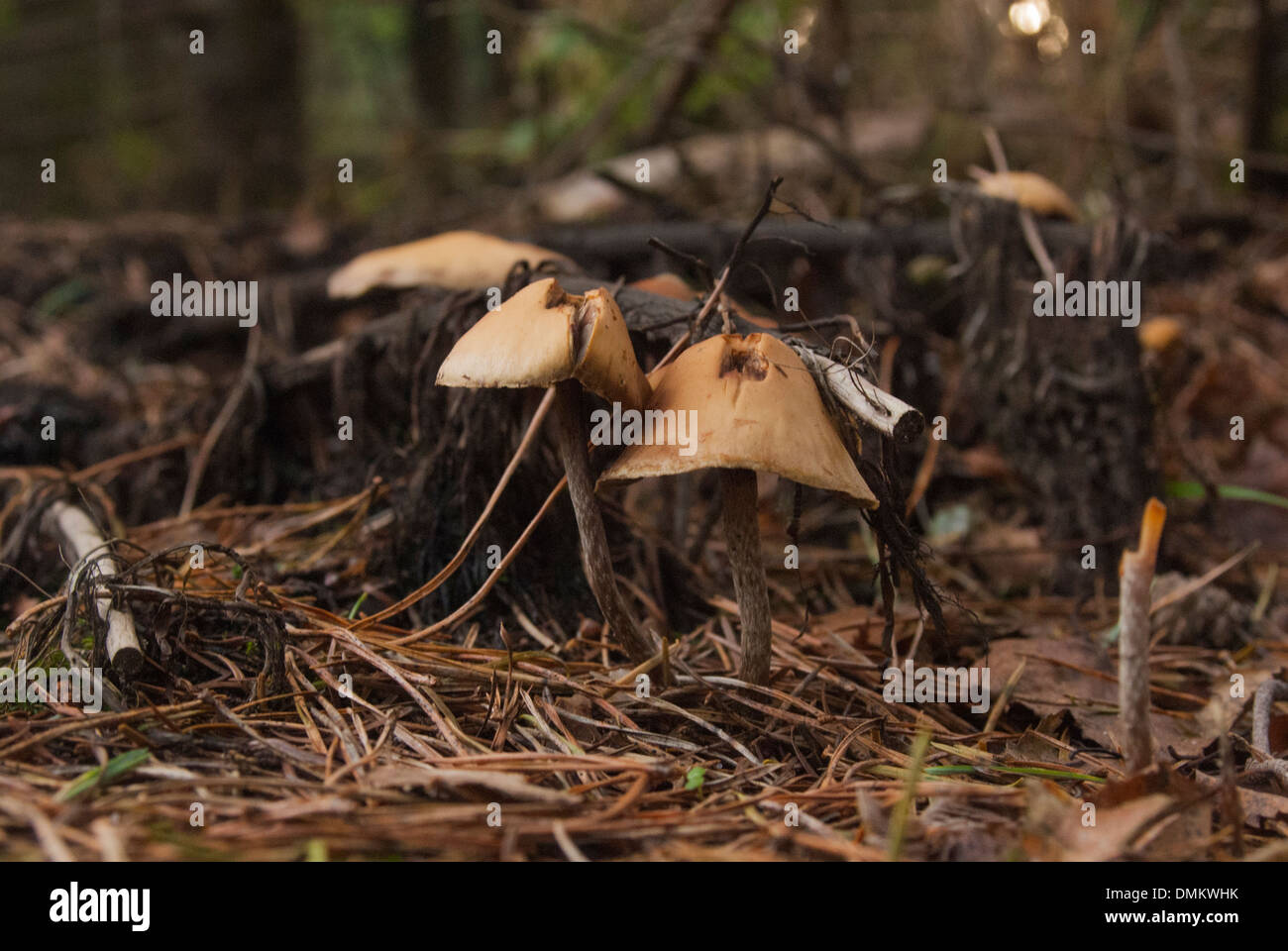 Fungus Dead Stock Photos & Fungus Dead Stock Images Alamy