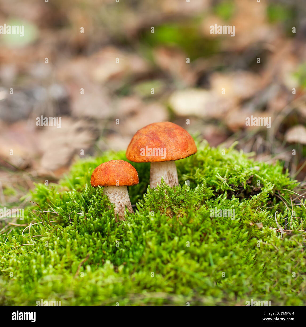 Mushrooms orange-cap boletus Stock Photo