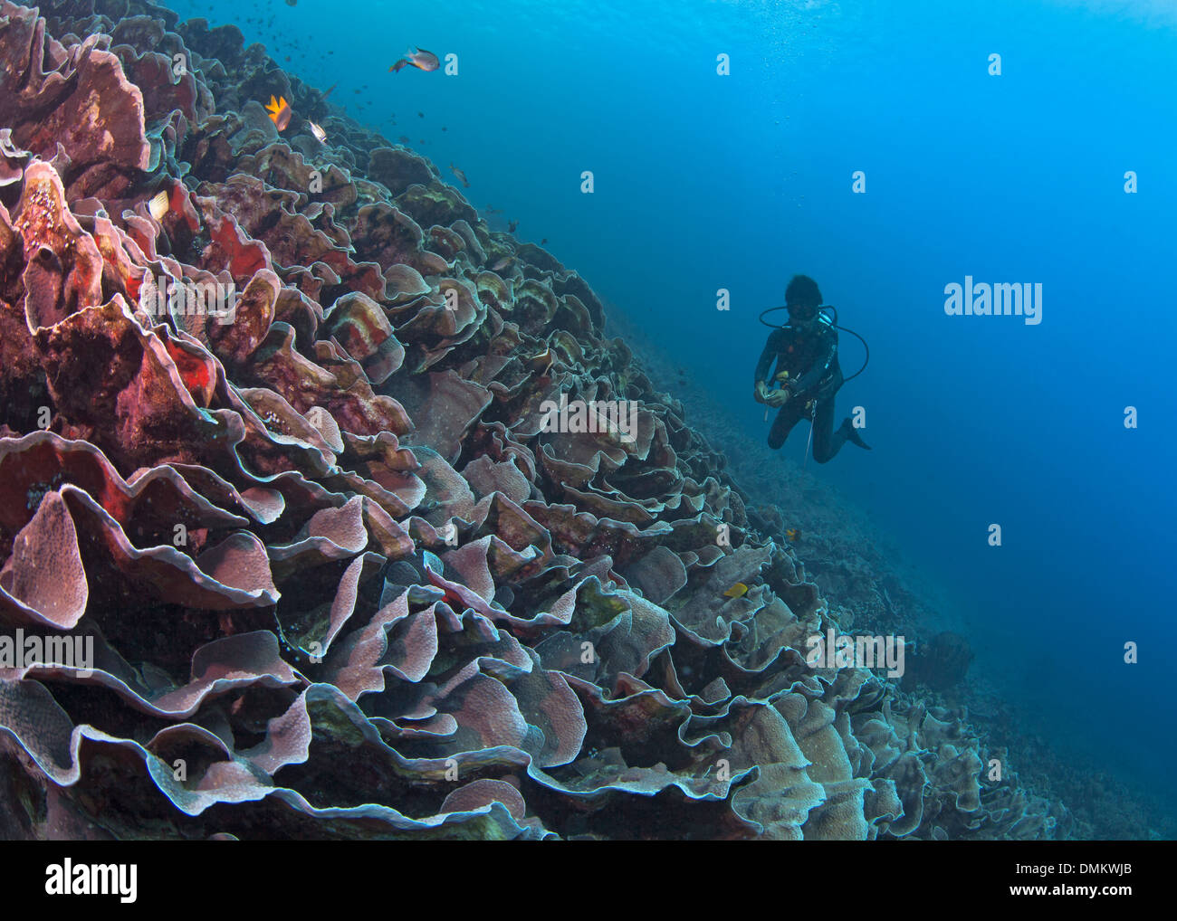Scuba diver swims over sloping reef of unbroken plate corals (Turbinaria sp.). Bunaken Island, Indonesia. Stock Photo