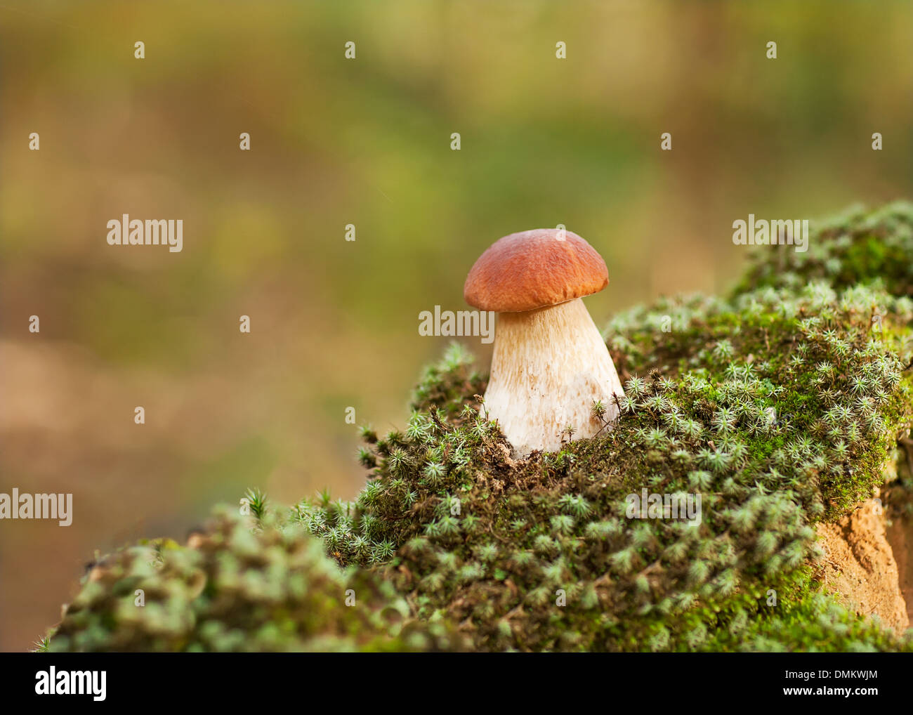 Oak Mushrooms in the moss Stock Photo