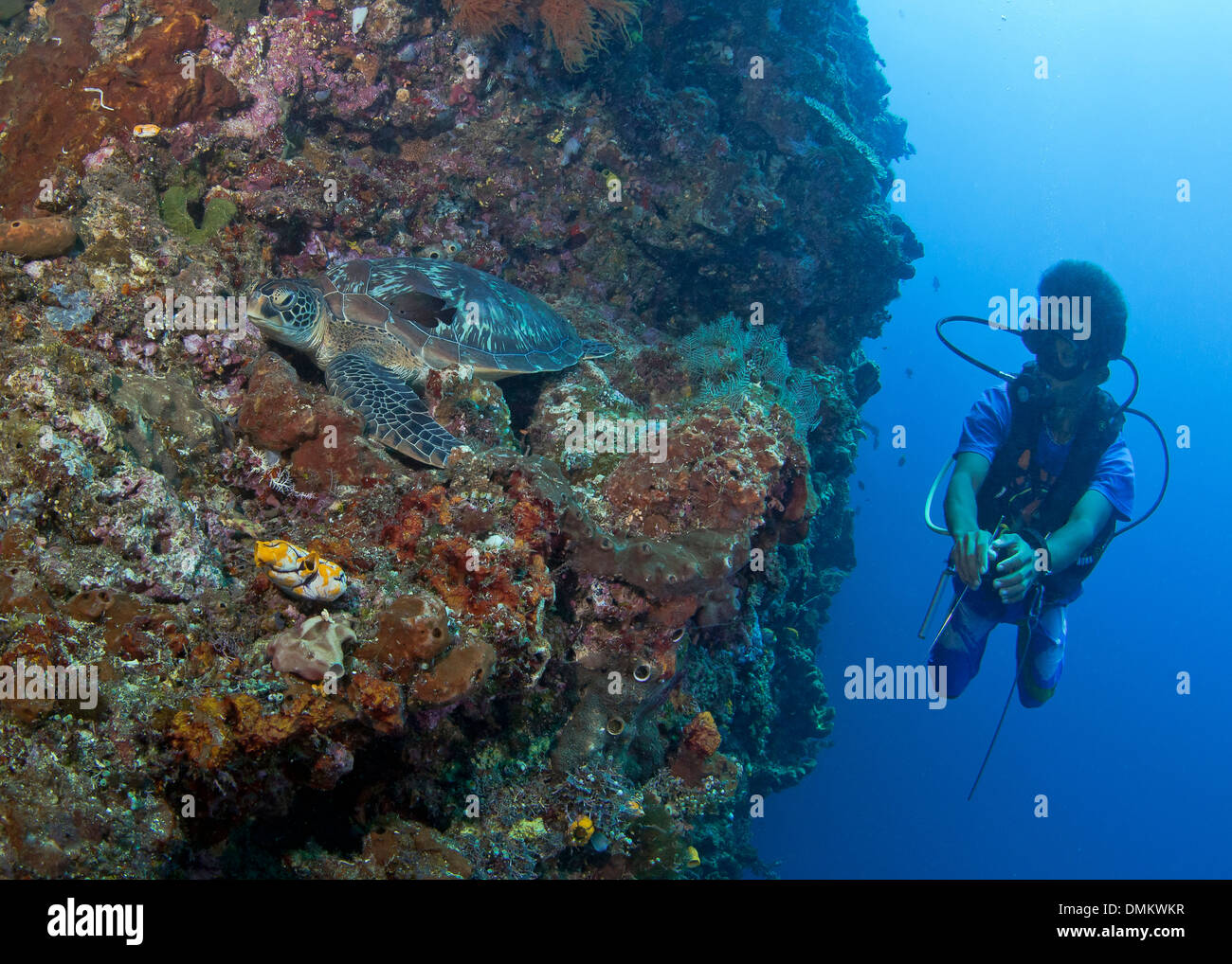 Scuba diver watches as Hawksbill turtle (Eretmochelys imbricata), feeds on ledge of wall reef. Bunaken Island, Indonesia. Stock Photo