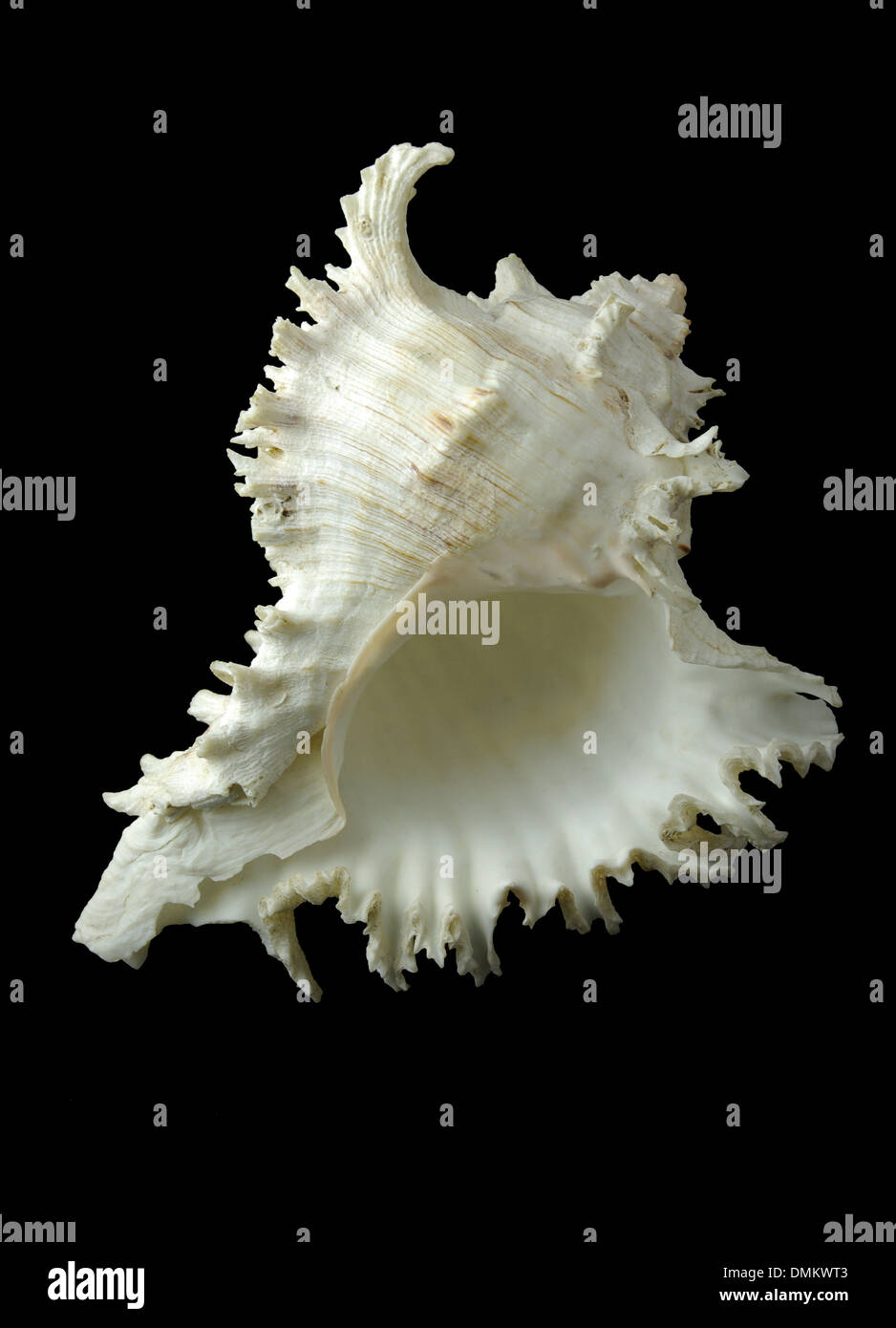 sea shell on the black background vertical oriented Stock Photo