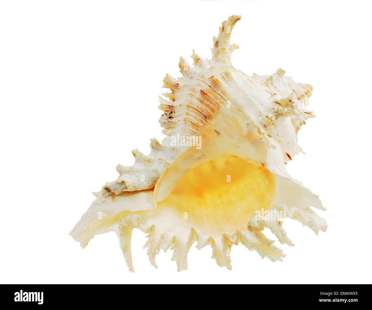 Cute seashell over white Stock Photo - Alamy