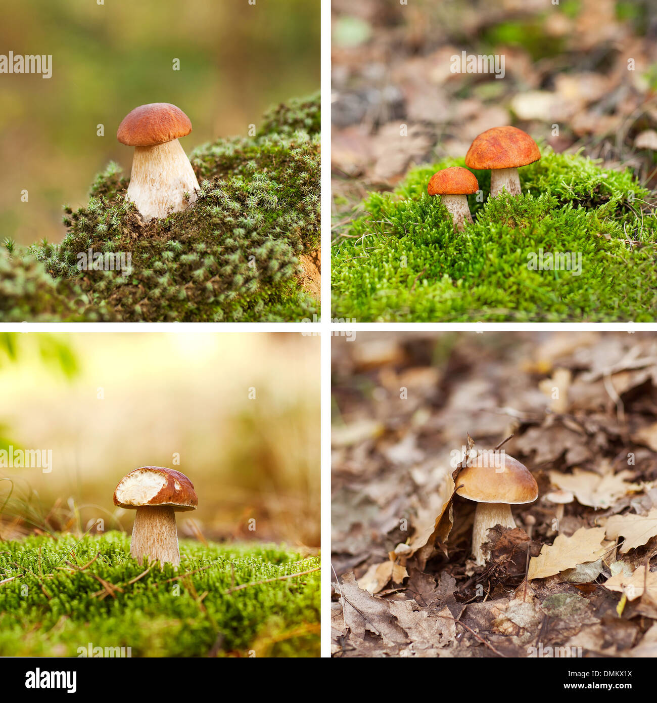 Mushrooms in the moss. Colllage. Stock Photo
