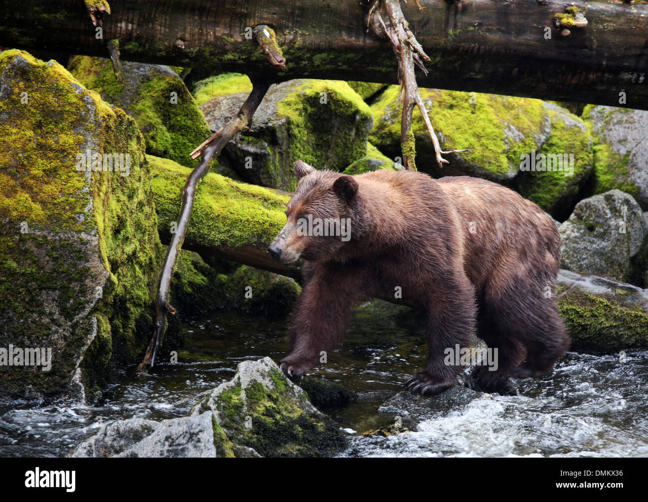 Female coastal brown bear on shore of Anan Creek, Anan Wildlife Observatory, Tongass National Forest, Southeast, Alaska Stock Photo