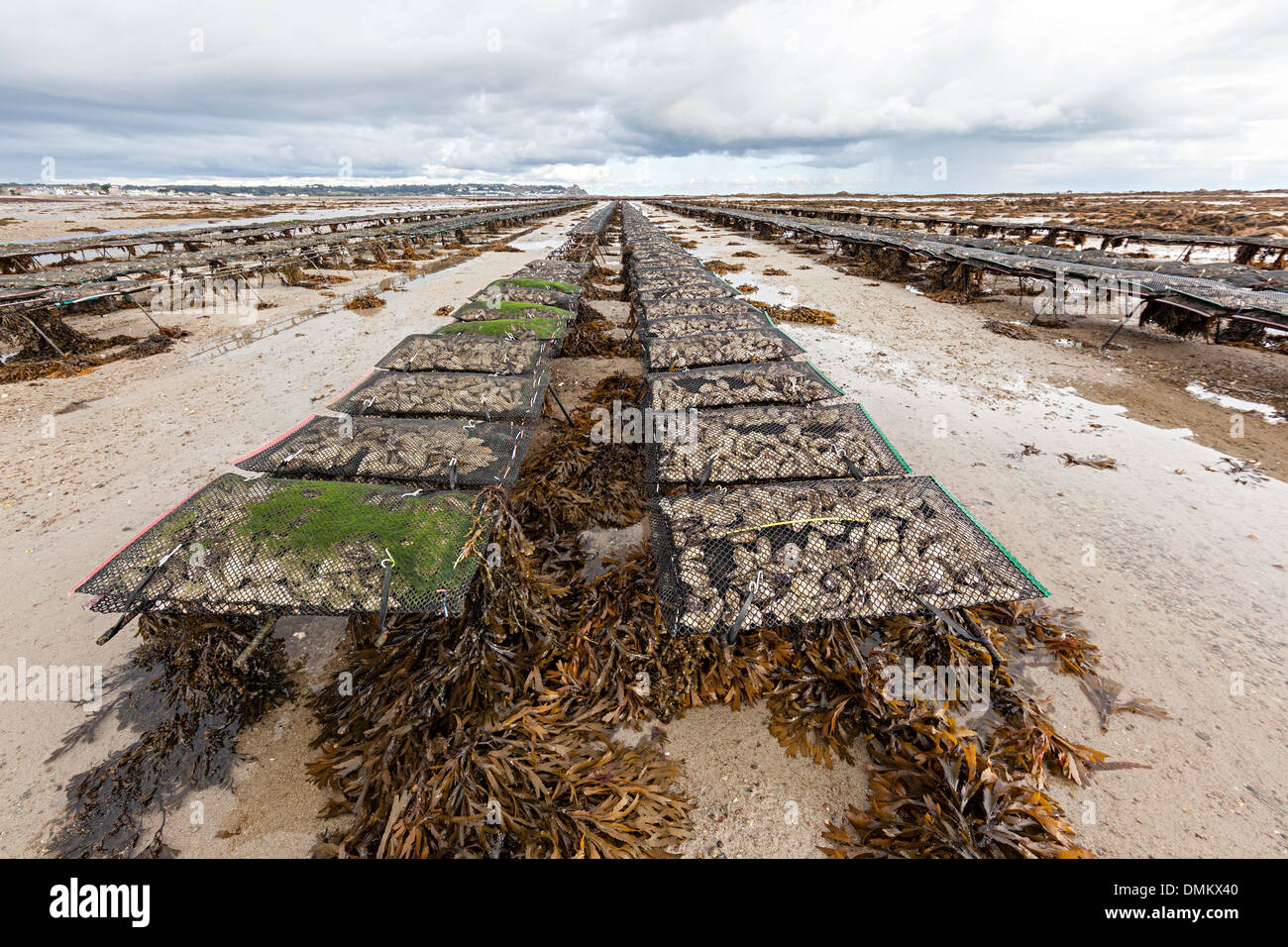 Oyster farming at low tide near Seymour Tower, Jersey, Channel Islands, UK Stock Photo