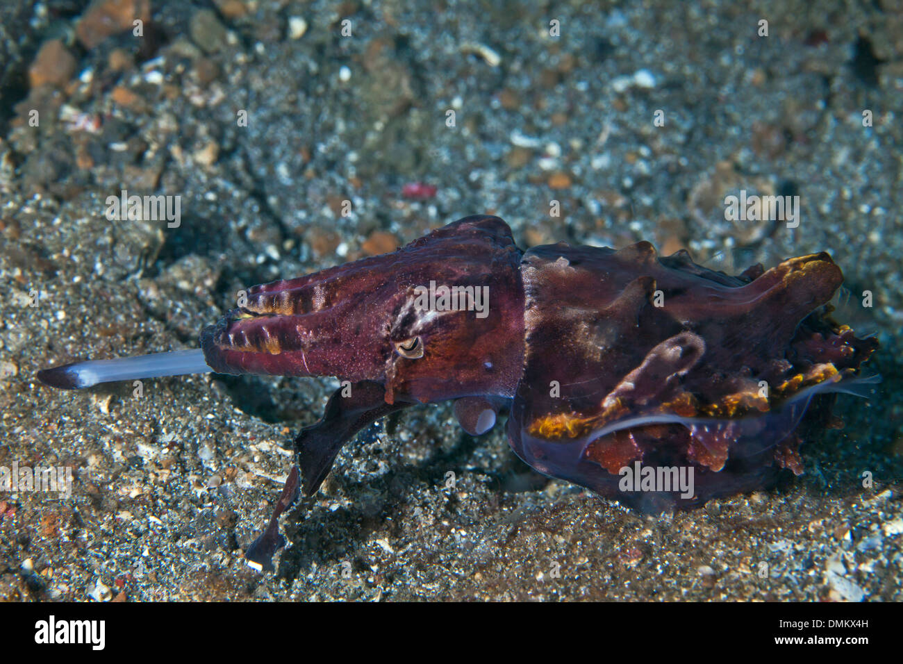 Flamboyant cuttlefish (Metasepia pfefferi) protrudes proboscis to catch prey. Lembeh Straits, Indonesia Stock Photo