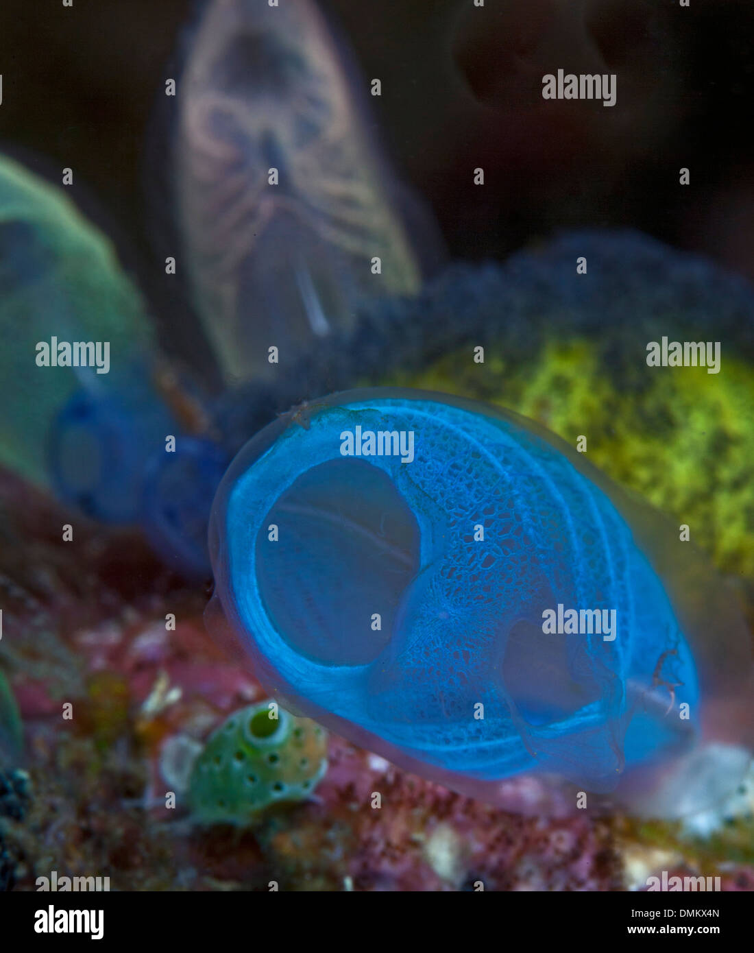 Fluorescent tunicates, bright blue in the foreground glowing pink and yellow in the background. Lembeh Straits, Indonesia. Stock Photo