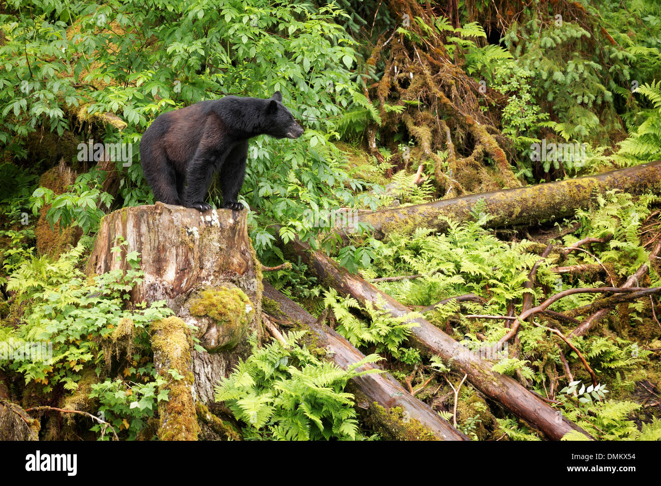 Male black bear standing on stump, Anan Wildlife Observatory, Tongass National Forest, Southeast, Alaska Stock Photo