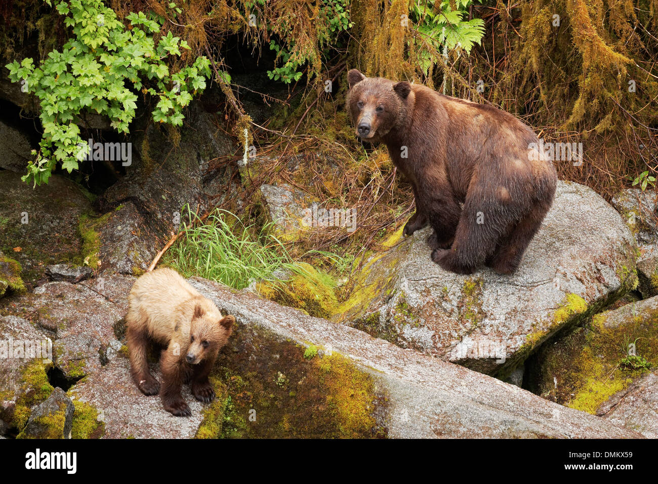 Female coastal brown bear and her cub walking on boulders, Anan Wildlife Observatory, Tongass National Forest, Southeast, Alaska Stock Photo