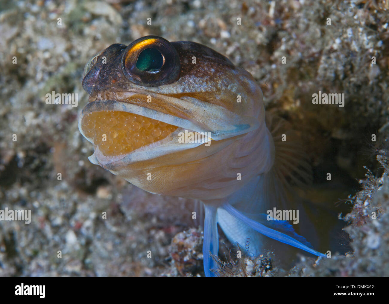 Macro image of jawfish (Opistognathus sp.) incubating eggs in its mouth. Lembeh Straits, Indonesia. Stock Photo