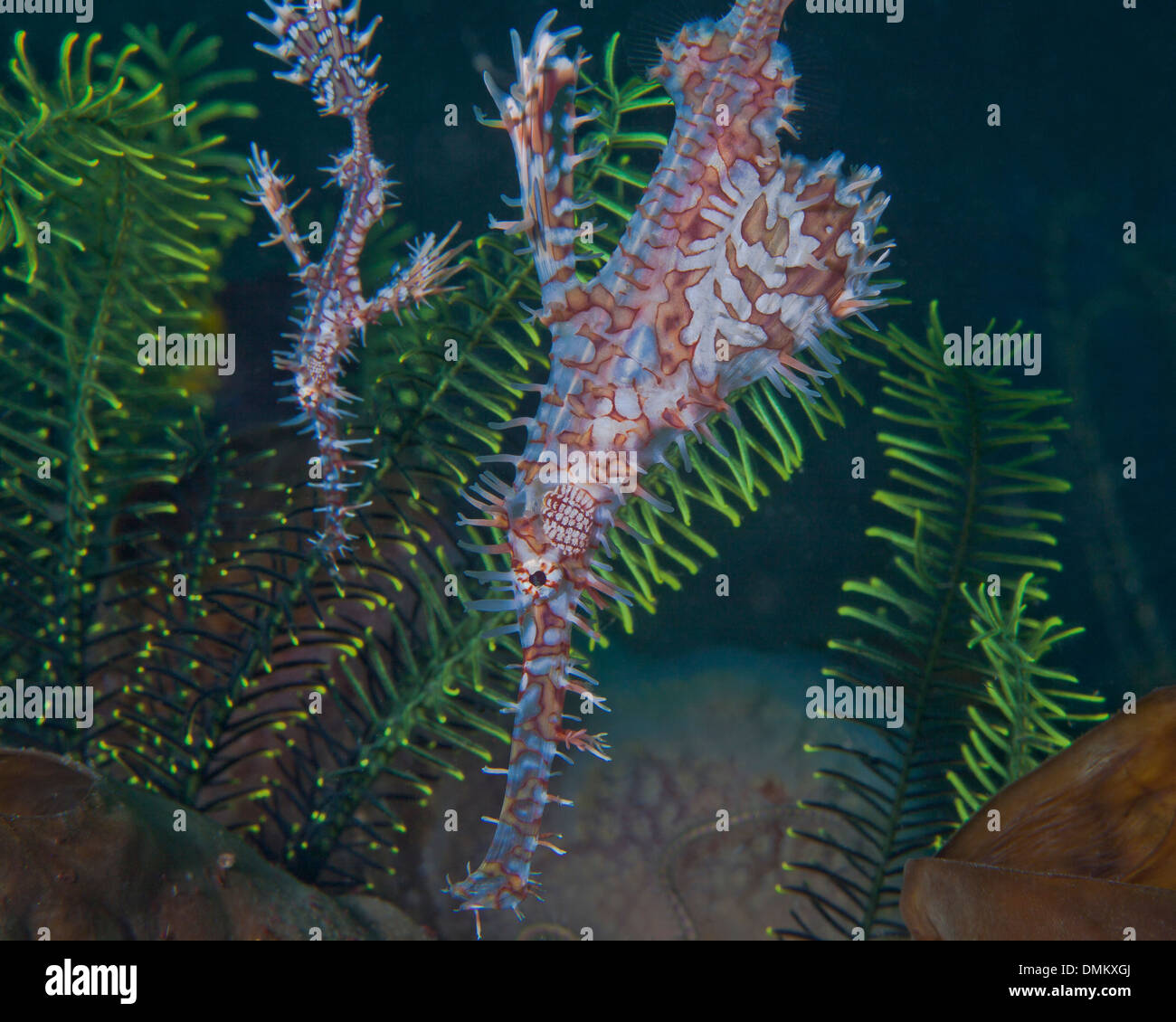 A pair of Harlequin ornate ghost pipefish (Solenostomus paradoxus) in green crinoids. Lembeh Straits, Indonesia. Stock Photo