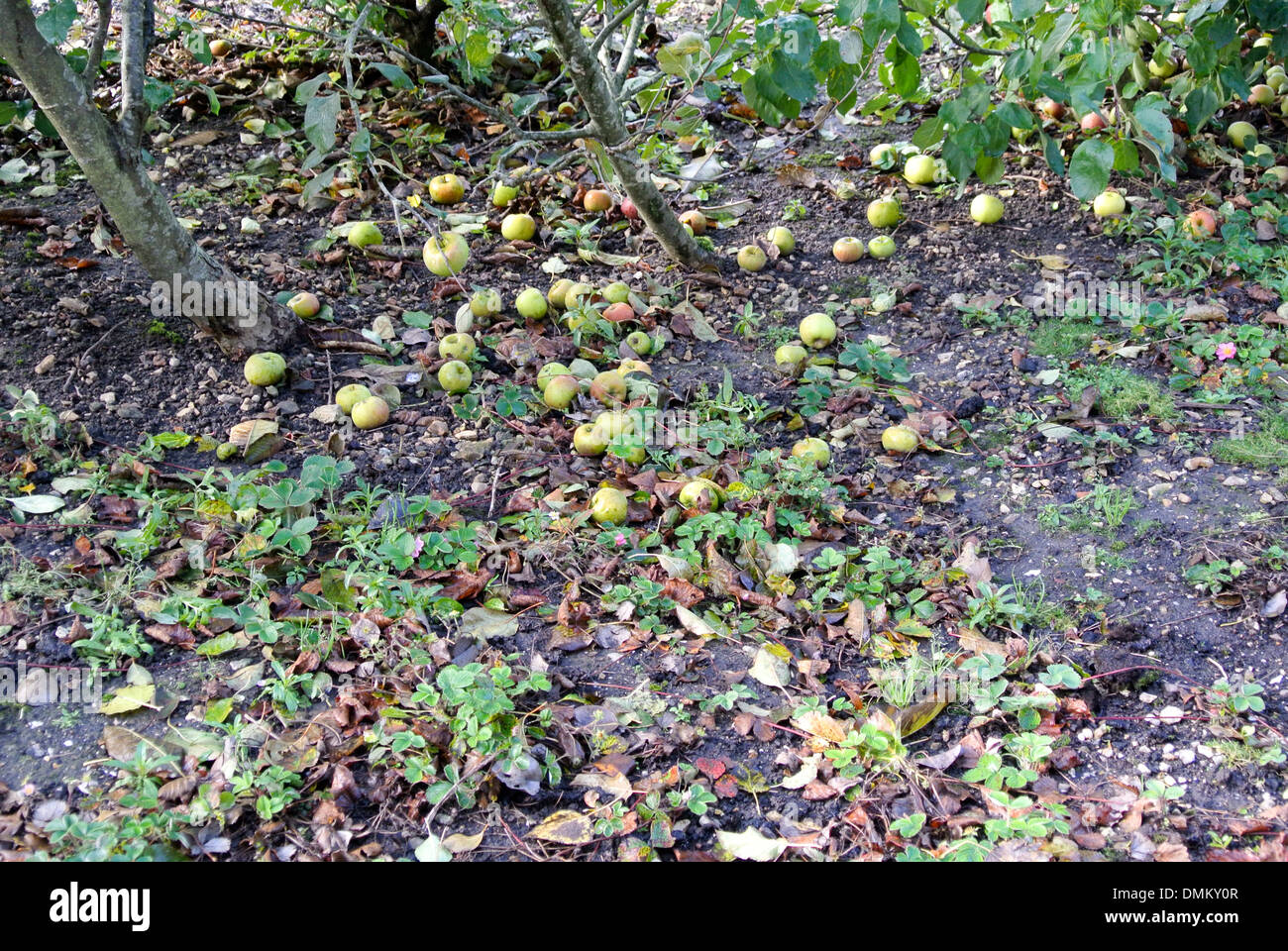 windfall apples Stock Photo
