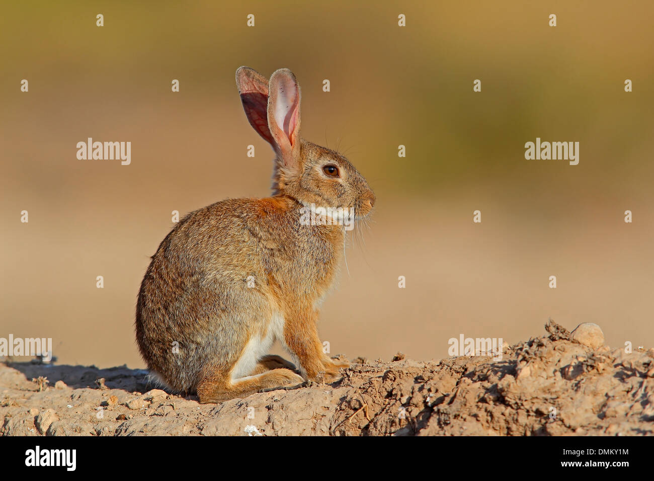 Rabbit, Oryctolagus cuniculus. Alicante, Spain Stock Photo - Alamy