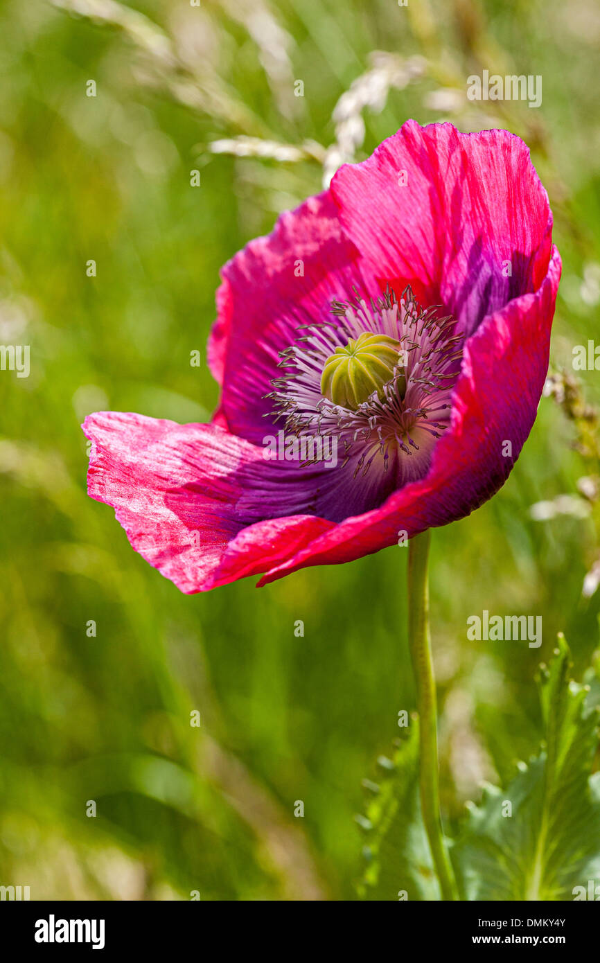 Pink poppy in long grass, Wales, UK Stock Photo