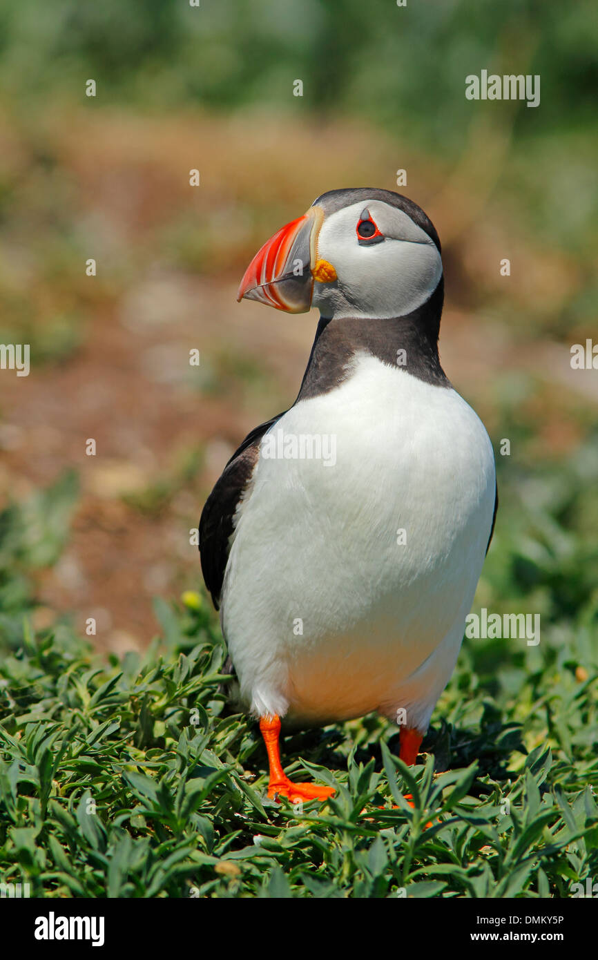 Atlantic puffin, Fratercula arctica. Stock Photo