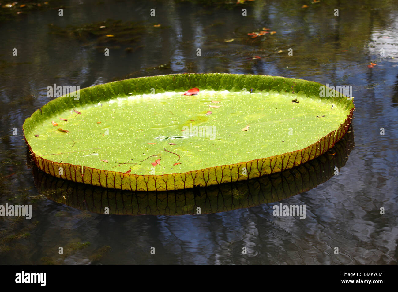 Victoria Amazonica leaf in the bathtub of the Botanical Garden of Pamplemousses in Mauritius island Stock Photo