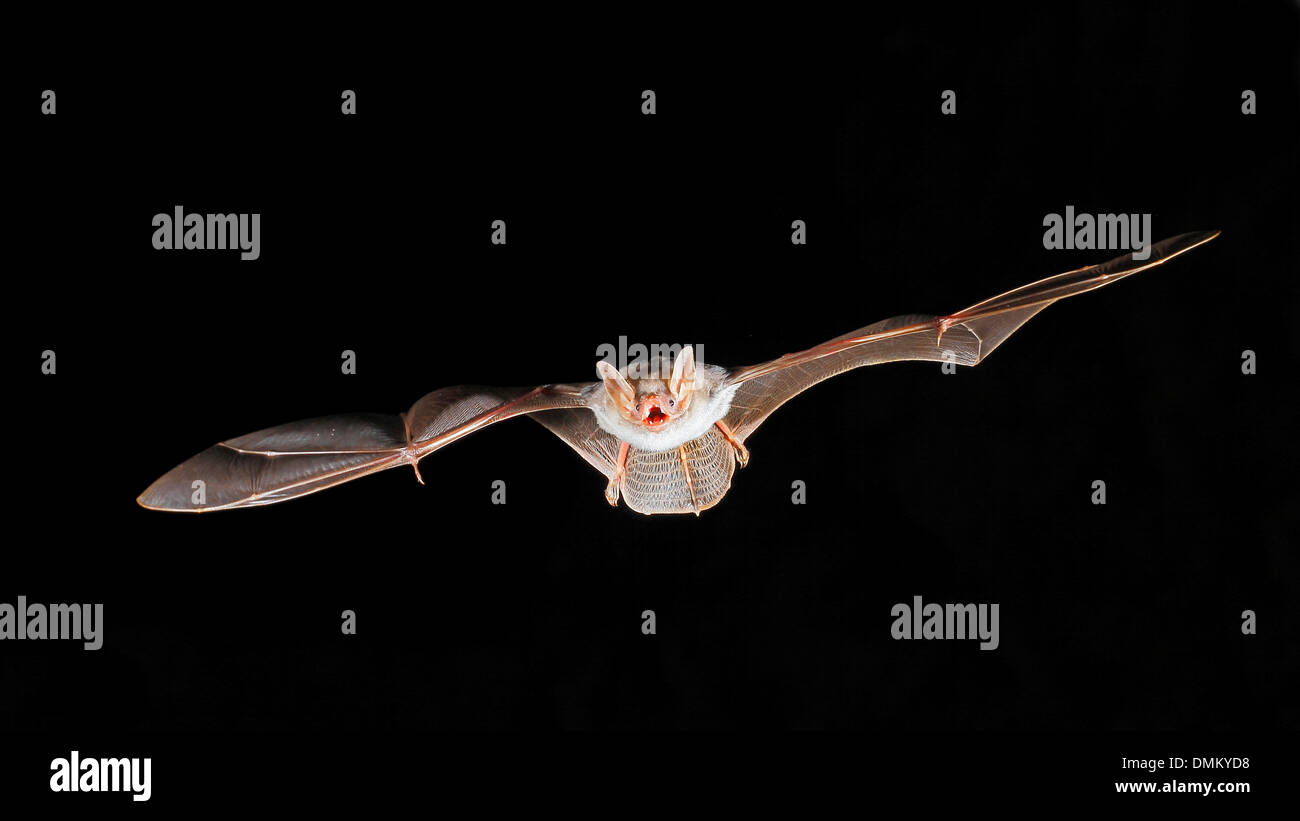 Greater Mouse-eared Bat, Myotis myotis in flight Stock Photo