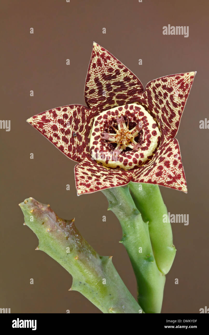 flower and succulent stems of Orbea variegata Stock Photo