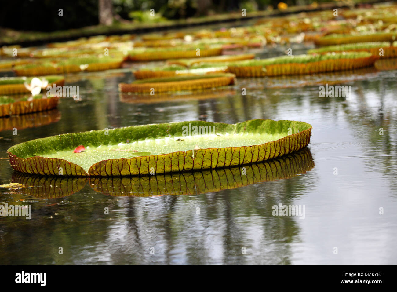 Victoria Amazonica leaves in the bathtub of the Botanical Garden of Pamplemousses in Mauritius island Stock Photo