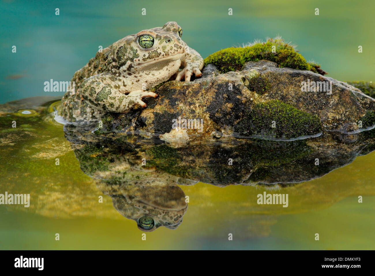Natterjack Toad, Bufo calamita in a pond Stock Photo