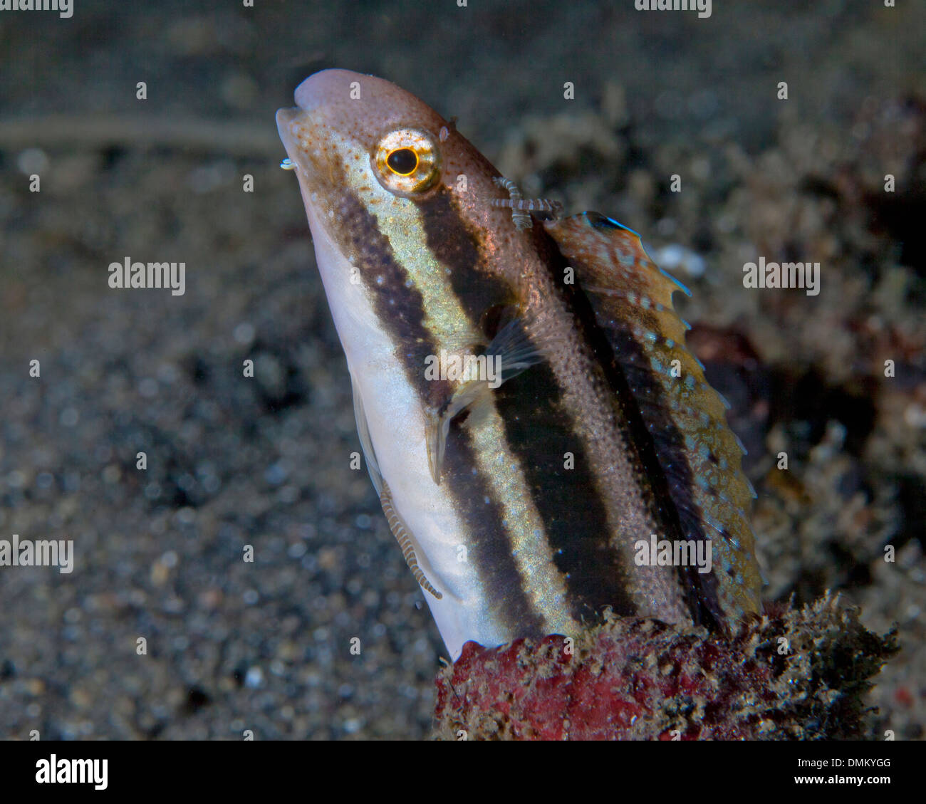 Shorthead fang blenny (Petroscirtes breviceps) with apparent parasites attached, peering from its tube sponge. Stock Photo