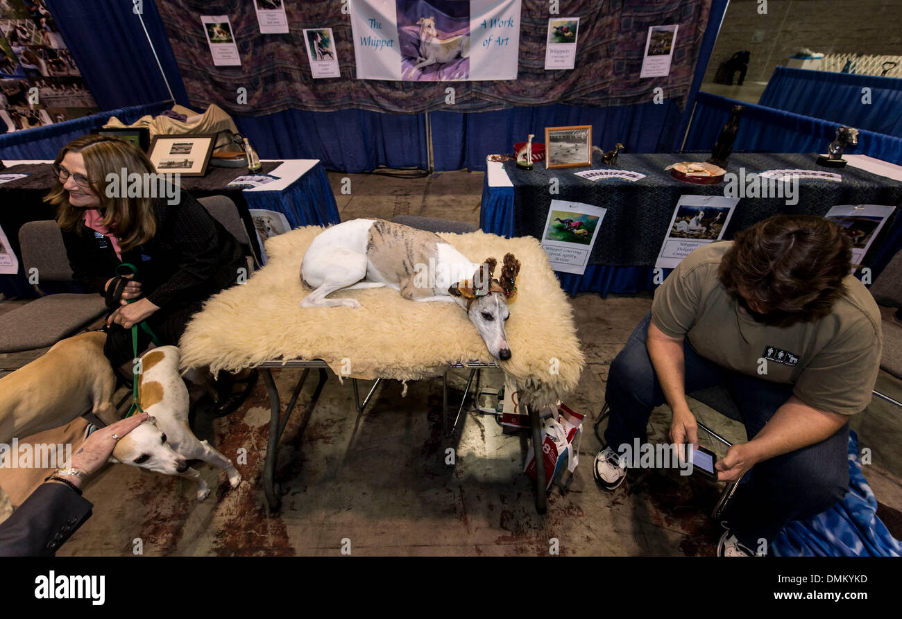 American kennel club hires stock photography and images Alamy