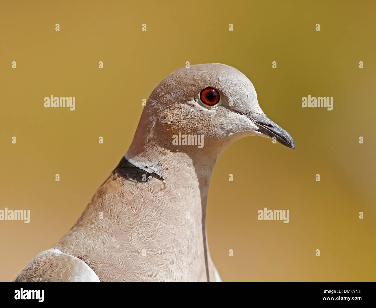 Collared Dove, Streptopelia decaoto. Close-up portrait Stock Photo